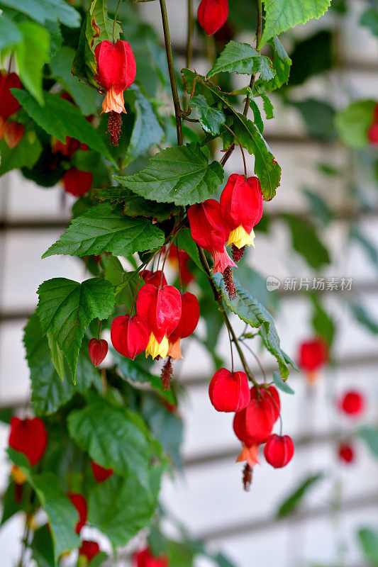 蒂罗尔灯/abutilon megapotamicum 花